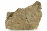 Hadrosaur (Edmontosaurus) Rib Section - Wyoming #378388-1